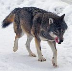 Kolmården_Wolf.jpg